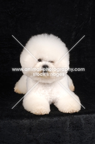 Bichon Frise winking