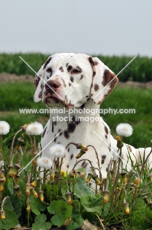 brown spotted Dalmatian lying in field