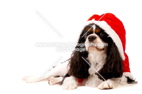 Black, brown and white King Charles Spaniel isolated on a white background wearing a Christmas outfit