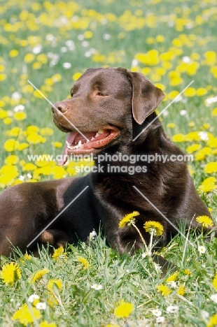 Labrador in summer