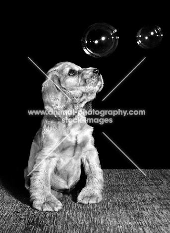 Cocker Spaniel puppy looking at bubbles