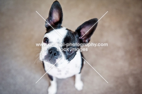 Boston Terrier looking up at camera with head tilted.