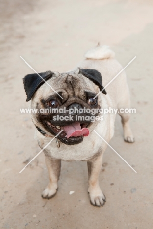 Pug dog standing in the park with tongue out