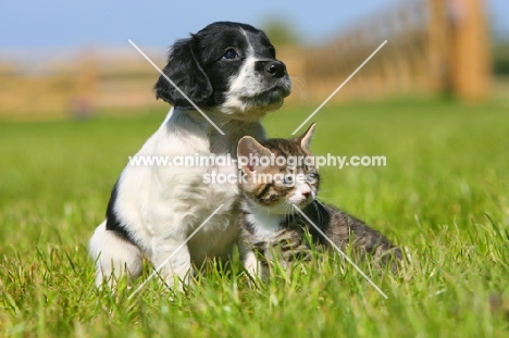 English Springer Spaniel and Household Kitten