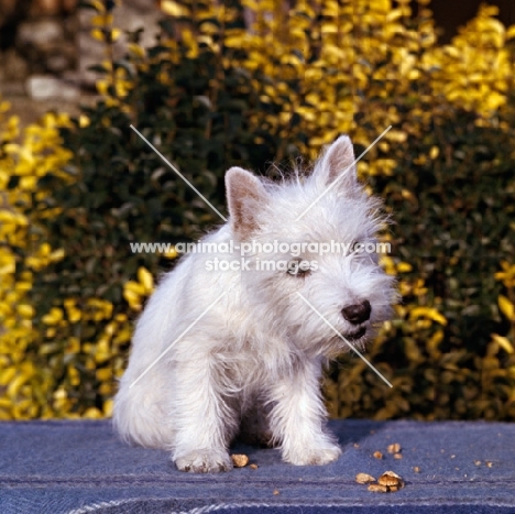 pet west highland white puppy on blue blanket