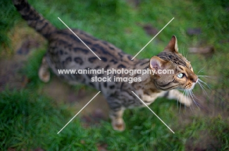 Bengal cat prowling in a grass field