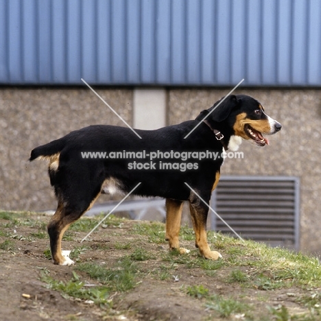 meika von glichenberg, entlebucher standing on high ground