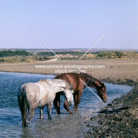 tersk fillies in water at stavropol stud, russia
