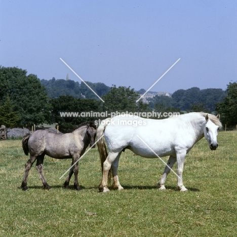 Highland Pony mare with her foal at nashend stud