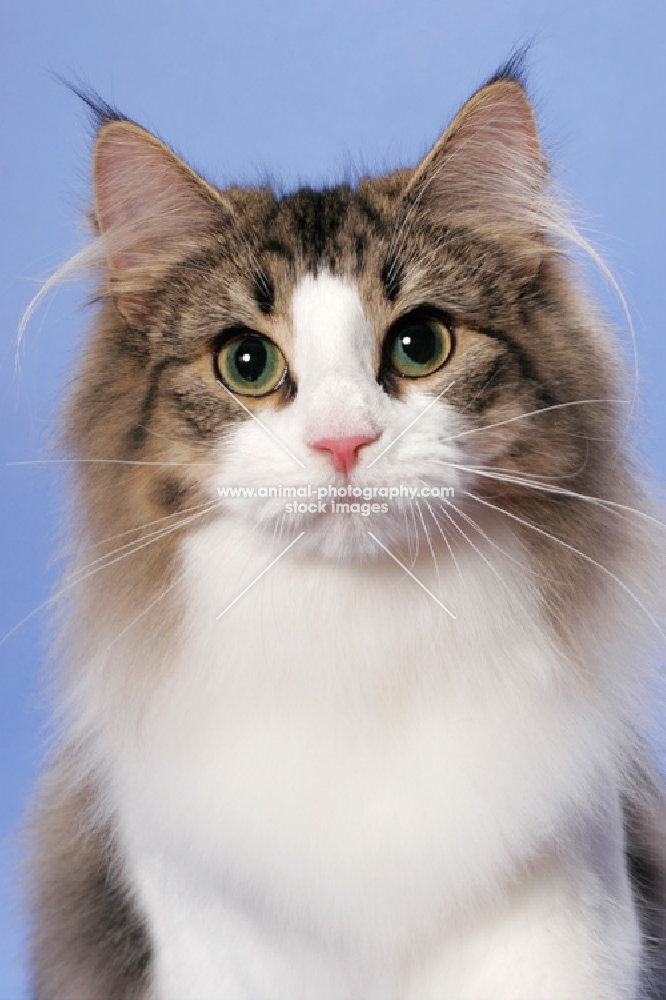 Brown Mackerel Tabby & White Norwegian Forest Cat
