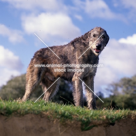 irish wolfhound looking down at camera