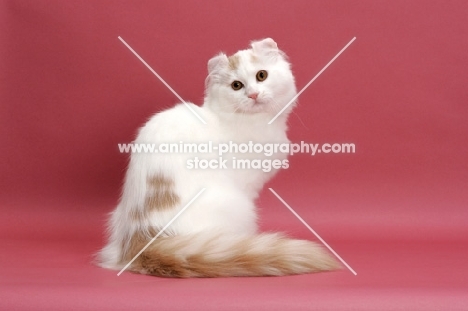 Cream Silver Mackerel Tabby & White, American Curl Longhair