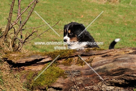 Mini Aussie puppy exploring garden