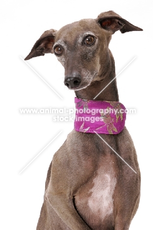 Australian Champion Italian greyhound