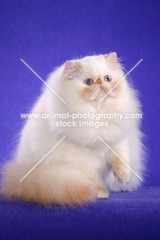 Himalayan (aka colourpoint persian)