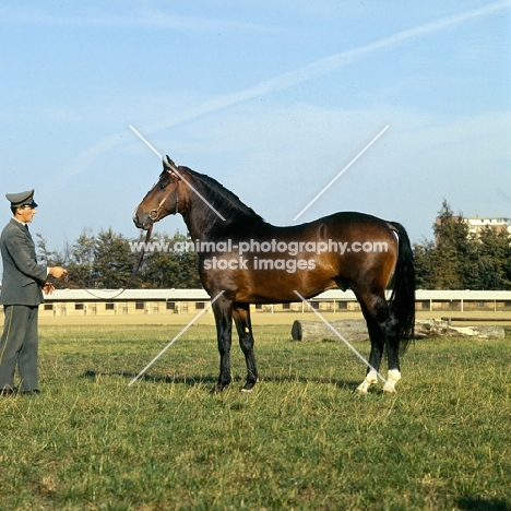 Narciss, side view of Holstein with handler at Elmshorn, Germany