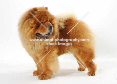 Australian Grand Champion Chow Chow