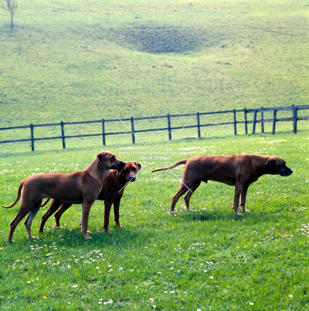 three rhodesian ridgebacks in a field