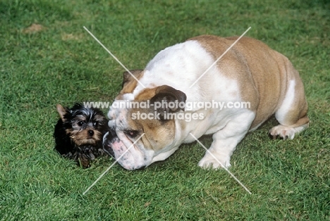 bulldog puppy investigating yorkshire terrier puppy