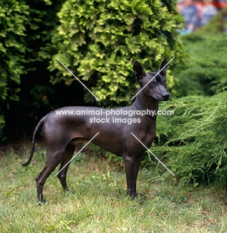 ch moctezuma, side view of mexican hairless dog