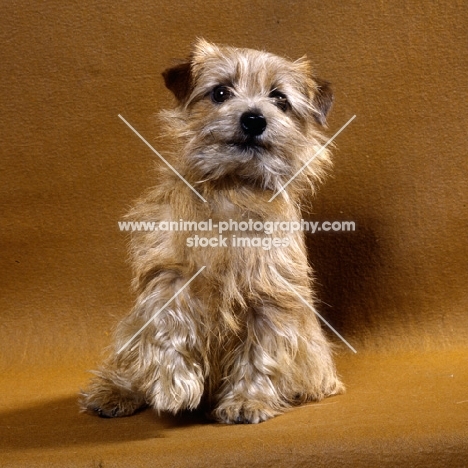 norfolk terrier sitting