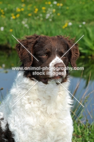 brown and white Wetterhound