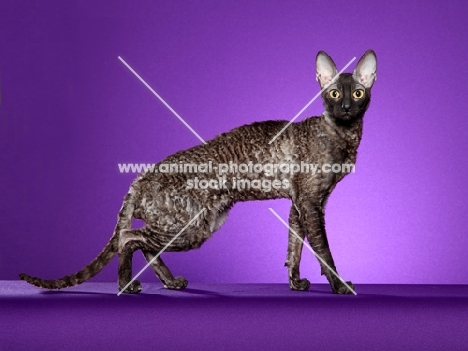Cornish Rex cat on purple background