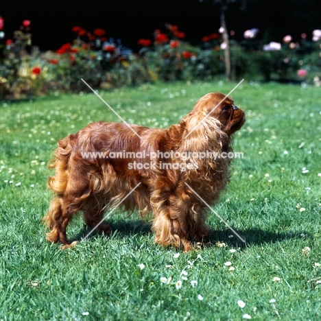 king charles spaniel side view