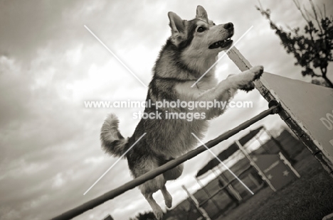 beautiful husky mix jumping over an obstacle in an agility course