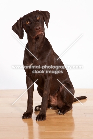 chocolate labrador retriever on wooden floor