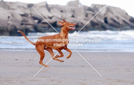 Pharaoh Hound on beach