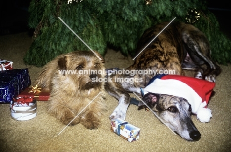 norfolk terrier and greyhound under christmas tree
