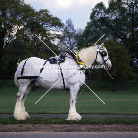 shire horse from watneys in hyde park
