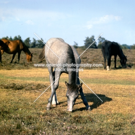 new forest pony foal grazing in the forest