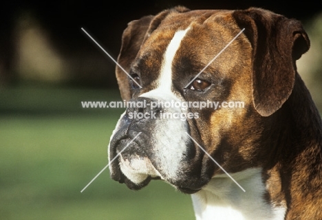 boxer, portrait