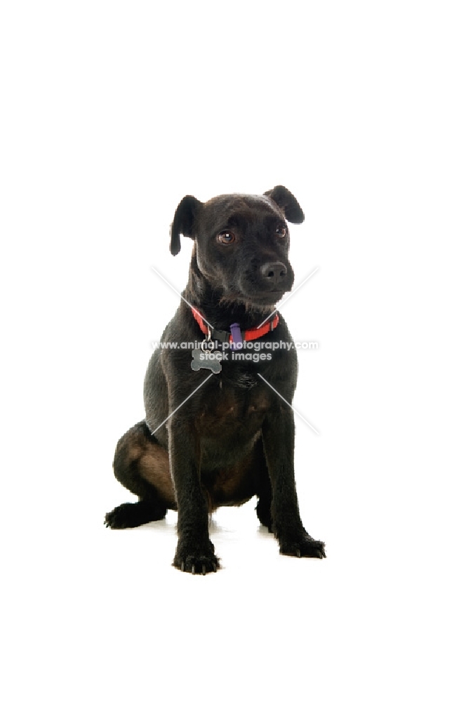 patterdale terrier sitting down on white background