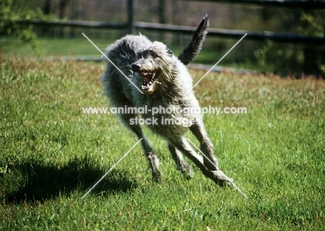 am ch cruachan barbaree olympian, deerhound galloping towards camera