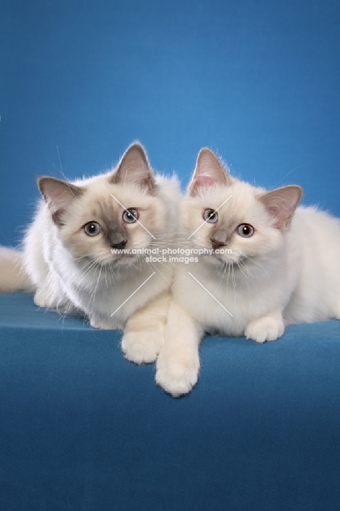 two Birmans