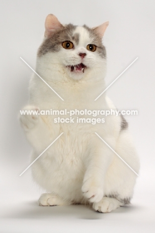 Blue Classic Tabby and White Manx meowing