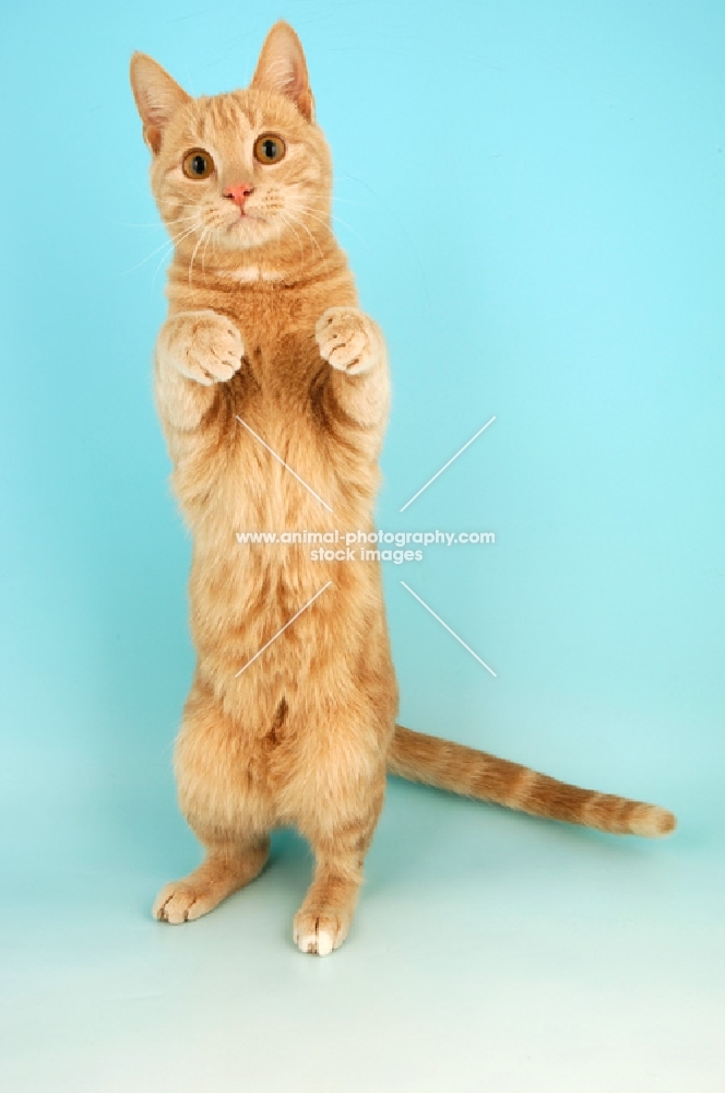 cream classic tabby cat jumping up