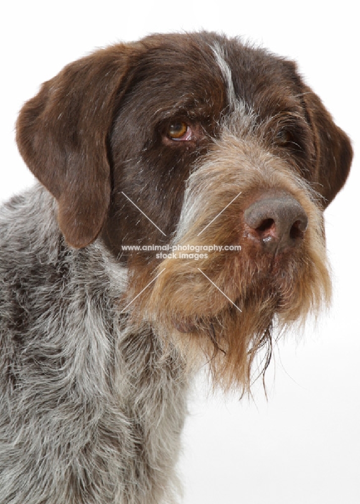 Australian Champion German Wirehair Pointer, portrait