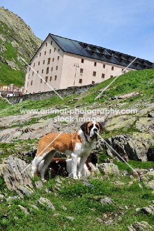 Saint Bernard in Swiss Alps (near St, Bernard Pass)