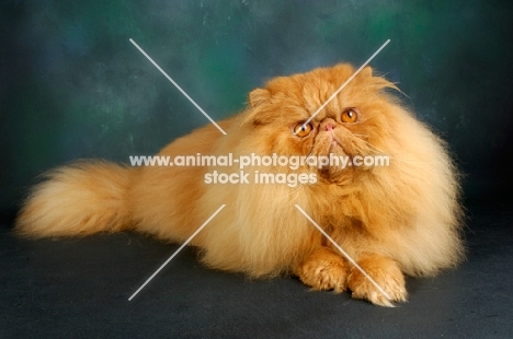 red Persian, lying down, looking up