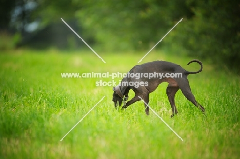 black italian greyhound smelling the grass