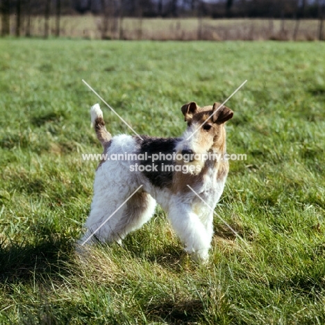 wire fox terrier in a field