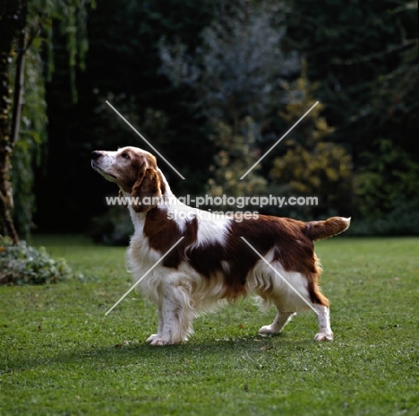 sh ch dalati sioni, welsh springer spaniel, sire of 24 show champions 