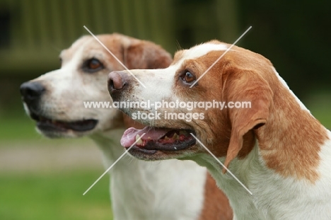 two beagles