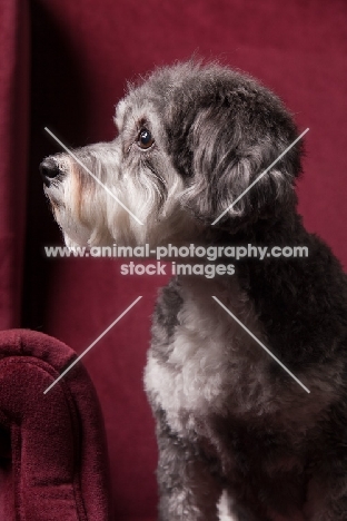 Schnoodle (Schnauzer cross Poodle)