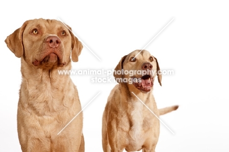 two Chesapeake Bay Retriever looking away