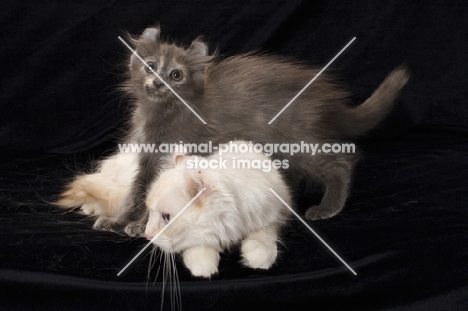 American Curl kitten standing over American Curl adult